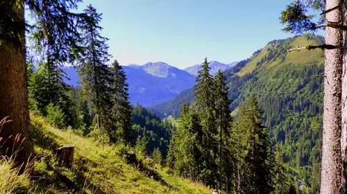 Balades en forêt: votre avis nous intéresse 